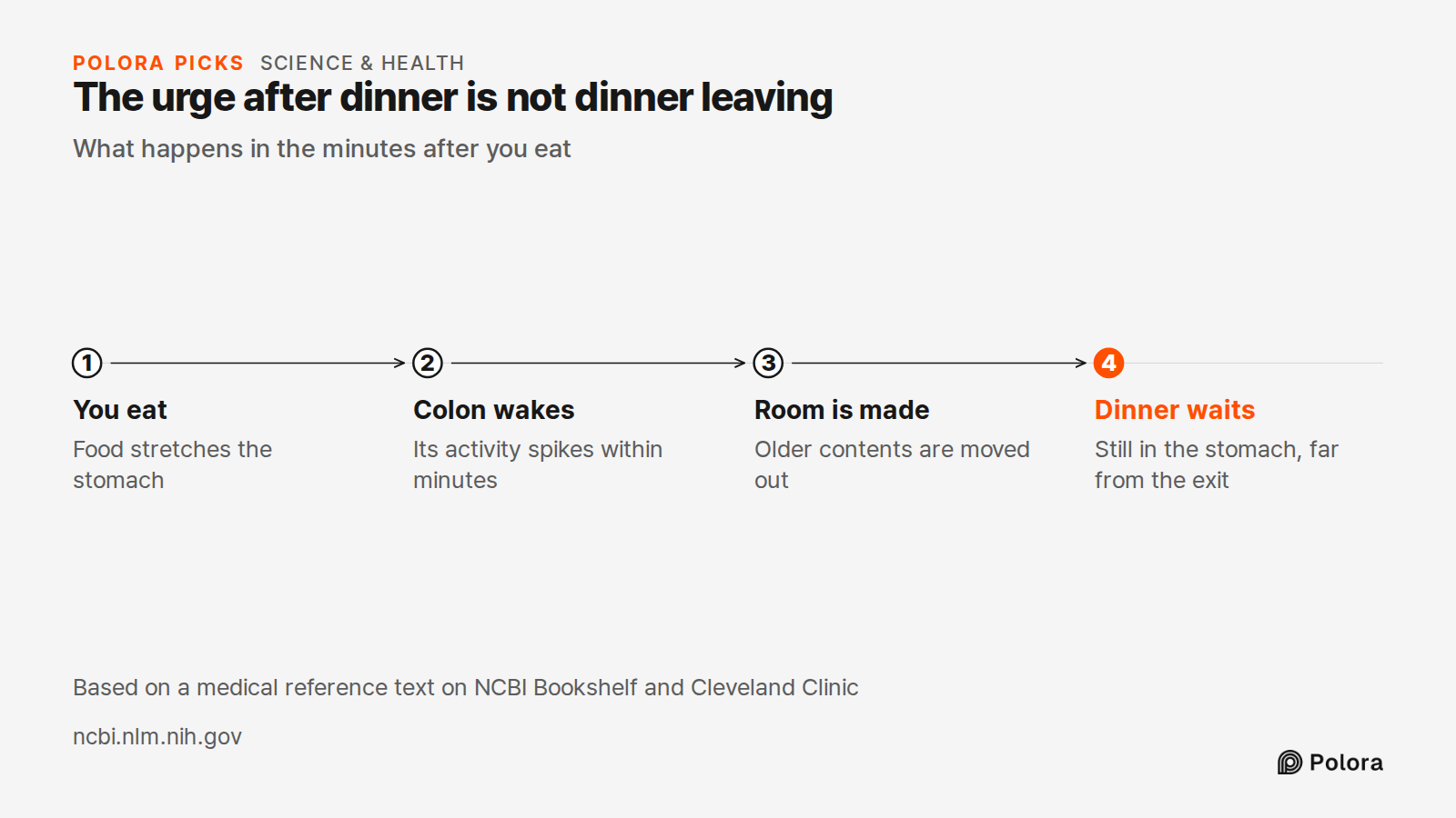 The urge after dinner is not dinner leaving · What happens in the minutes after you eat · You eat · Colon wakes · Room is made · Dinner waits · Food stretches the stomach · Its activity spikes within minutes · Older contents are moved out · Still in the stomach, far from the exit · Based on a medica